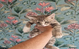 Mixed Breed cats for sale: Half bengal quarter mainecoon  - Image 2