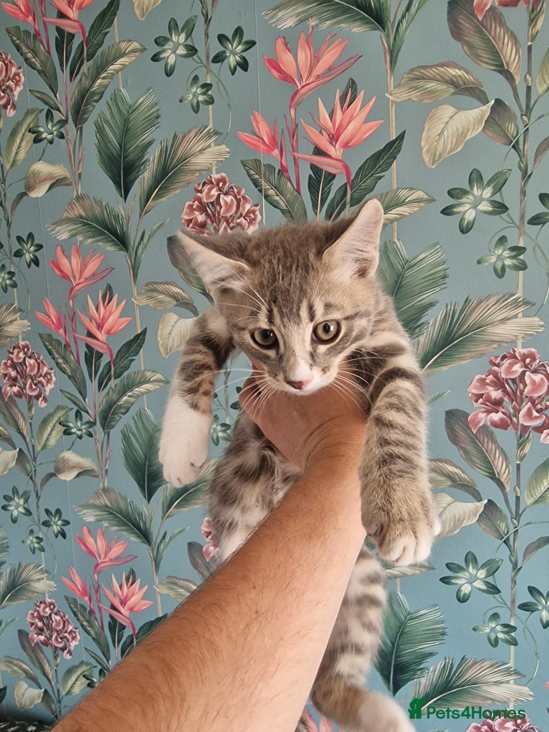 Mixed Breed cats for sale: Half bengal quarter mainecoon  - Image 2