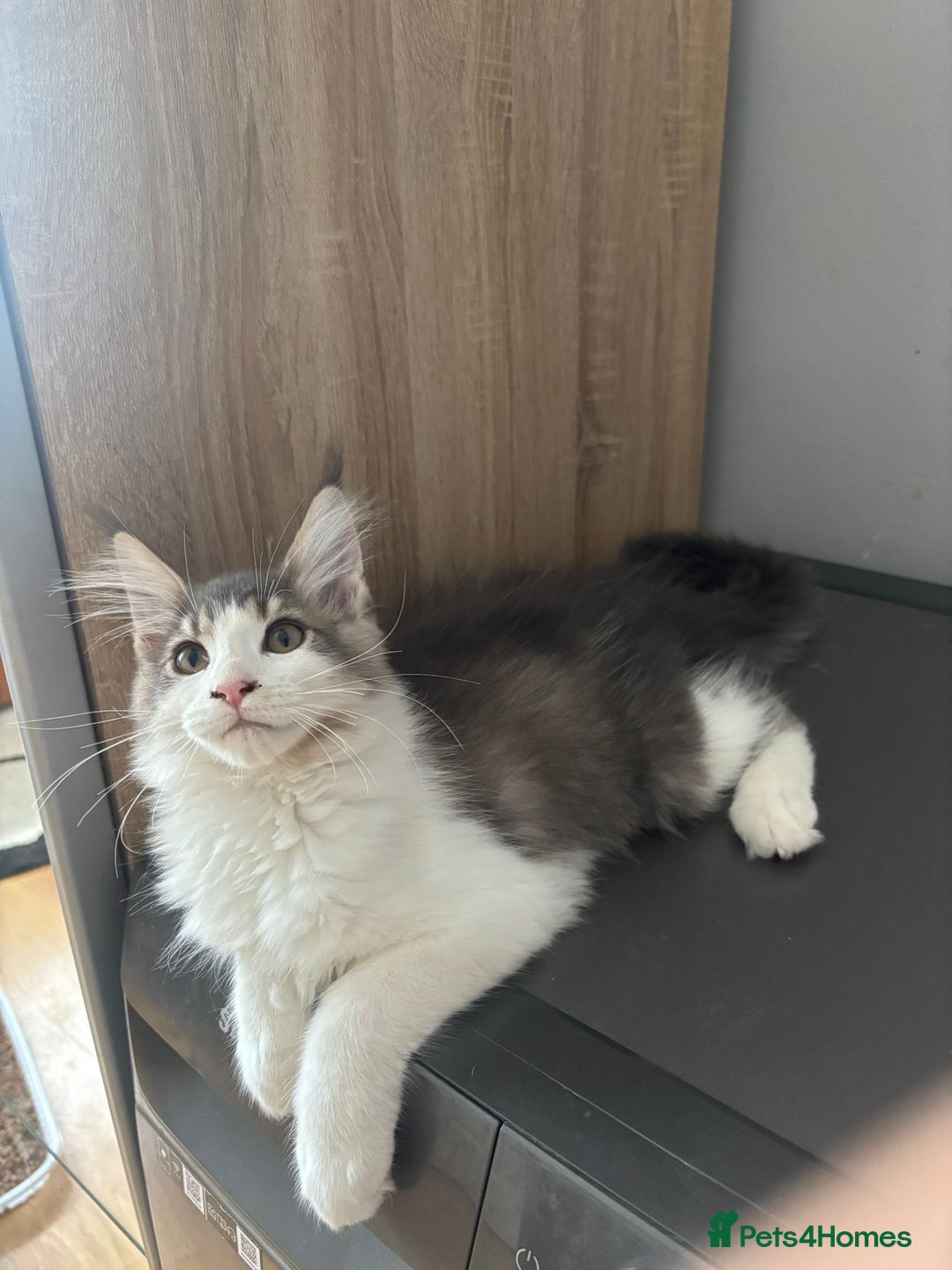 Maine Coon cats for sale: Maine coon kittens - Image 5