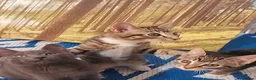 Mixed Breed cats for sale: Adorable kittens looking for loving home  - Advert 4