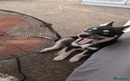 Pomsky dogs for sale: Gorgeous Male Pomsky aged 6 months ❤️ - Image 7