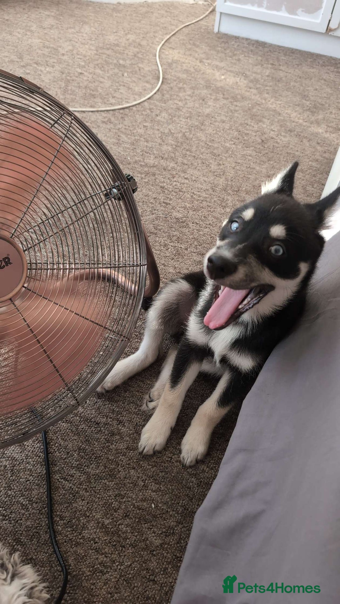 Pomsky dogs for sale: Gorgeous Male Pomsky aged 6 months ❤️ - Image 7