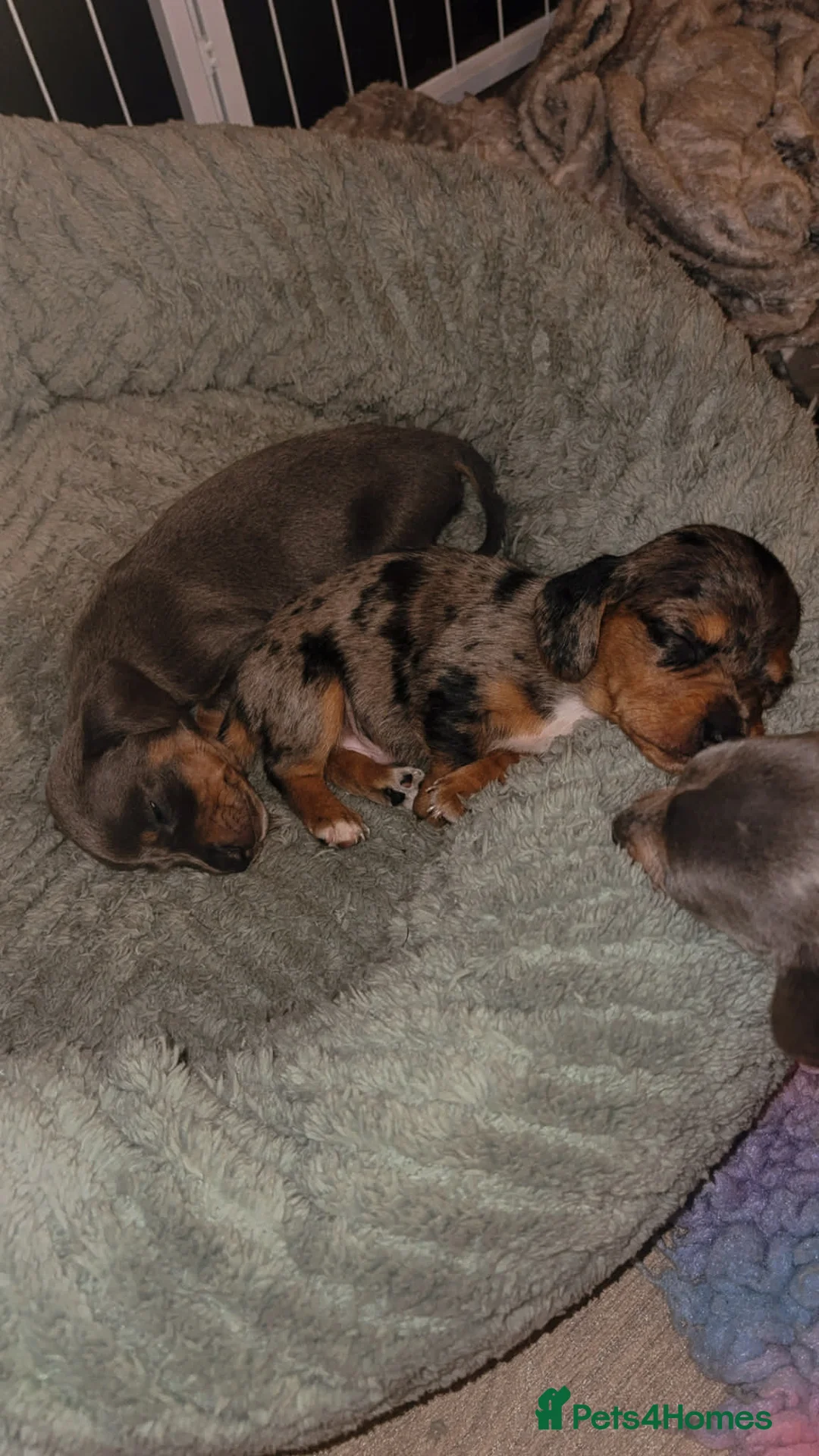 Miniature Dachshund dogs for sale: Miniature dachshund puppies  - Advert 6