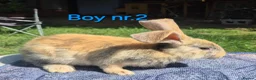 Continental Giant rabbits for sale: Pure Continental Giant Vaccinated  - Advert 13