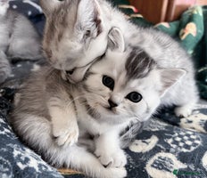 British Shorthair cats - Advert 16