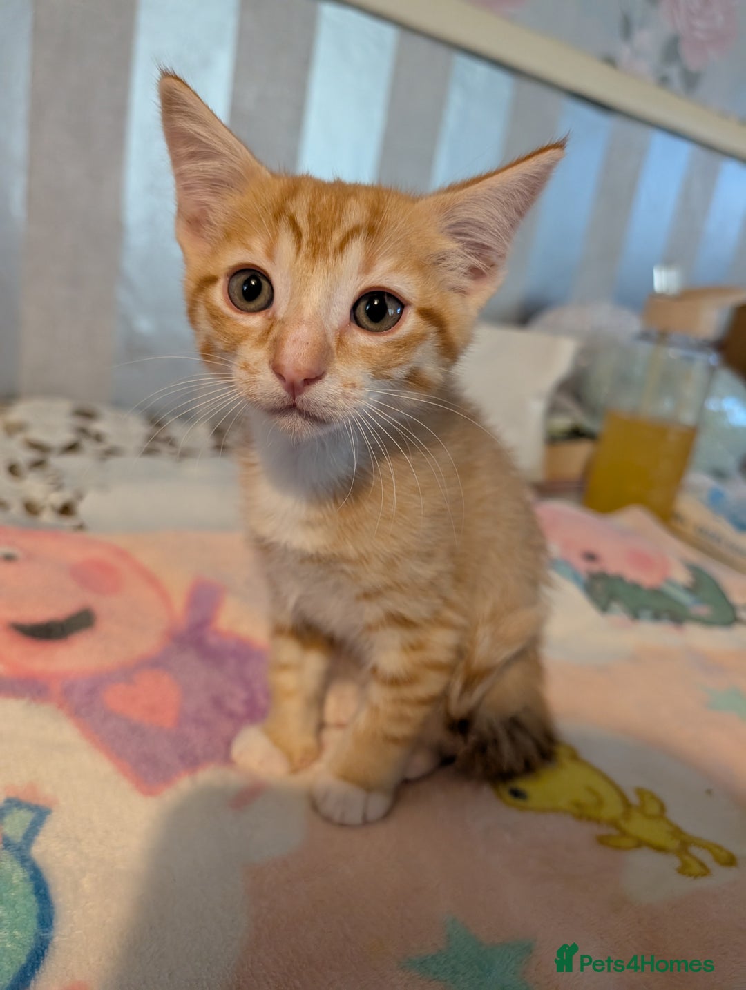 Siamese cats for sale: Siamese x breed  - Image 9
