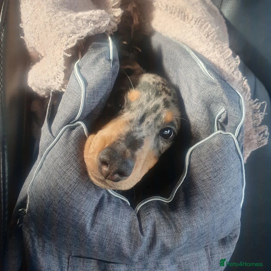 Dachshund dogs for stud: Stud Silver Dapple Dachshund  - Advert 12