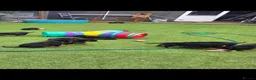 Rottweiler dogs for sale: rottweilers... - Advert 12