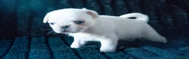 Pug 3