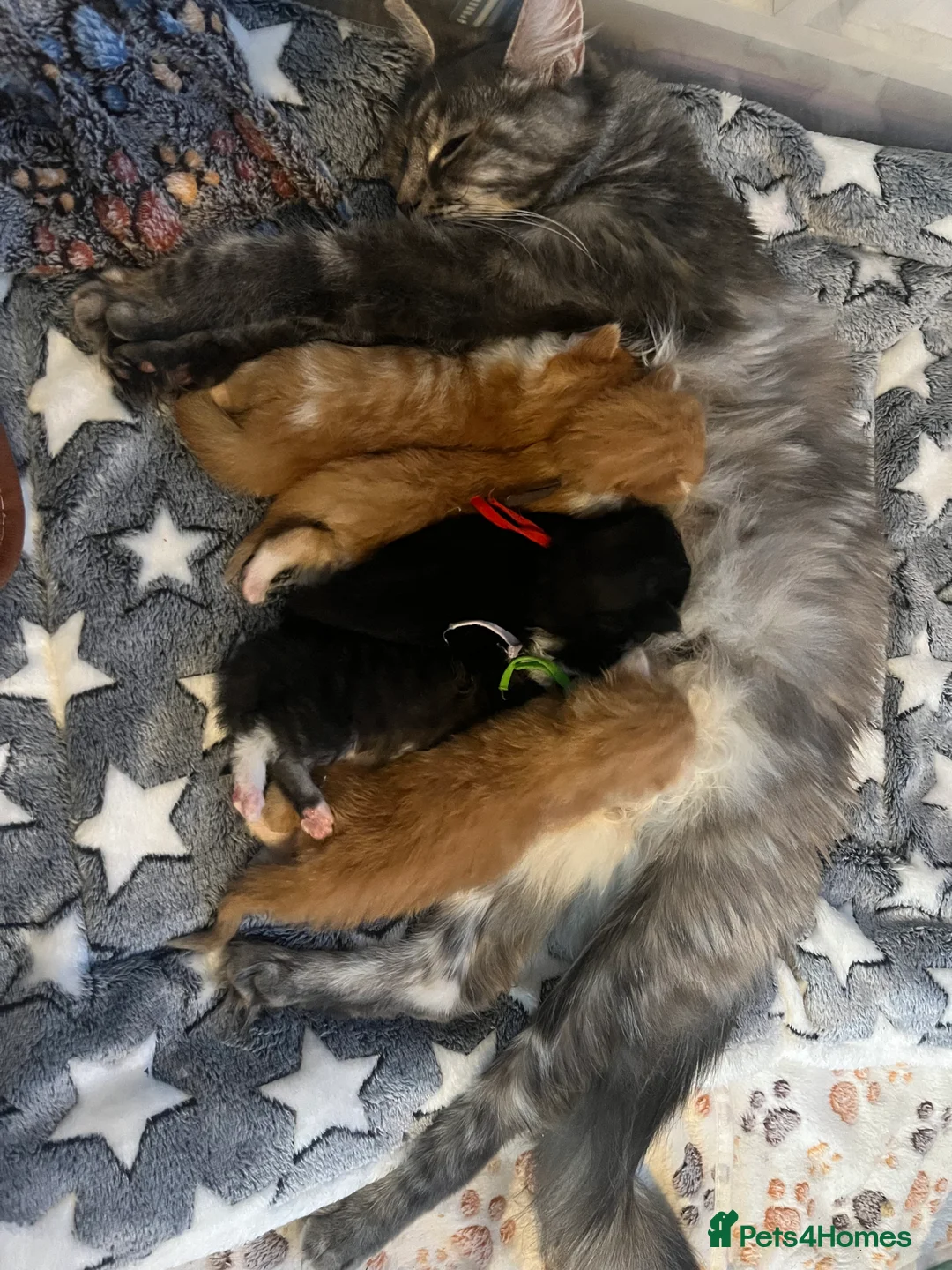 Maine Coon cats for sale: Mainecoon kittens  - Advert 2
