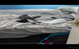 Mixed Breed cats for sale: 2 female kittens  - Image 1