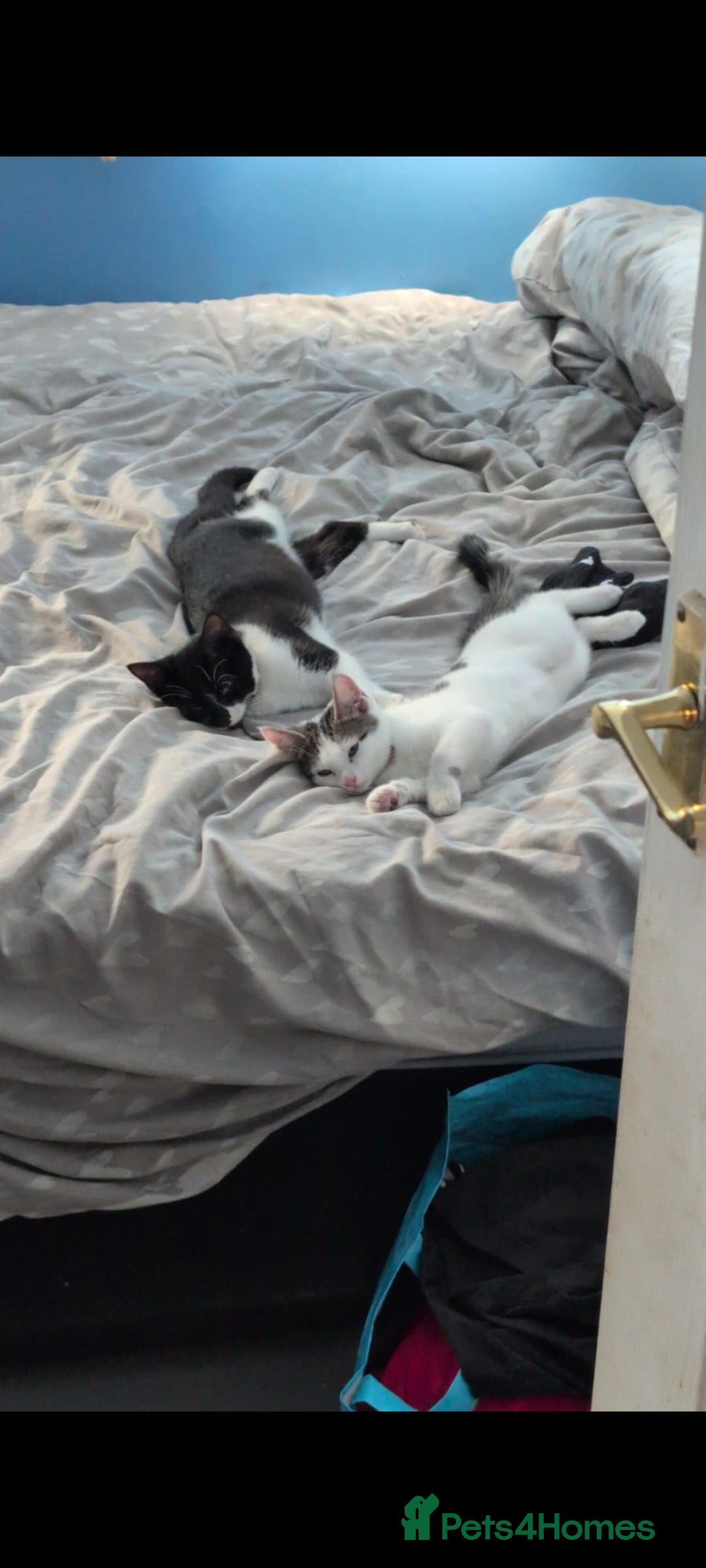 Mixed Breed cats for sale: 2 female kittens  - Image 1