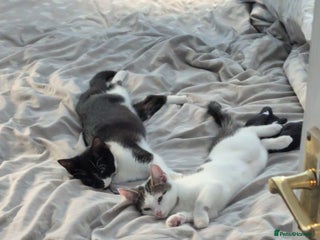 Mixed Breed cats - Advert 4