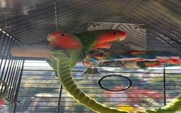 Lovebirds birds for sale: Love birds x2 plus’s cage and accessories - Image 6