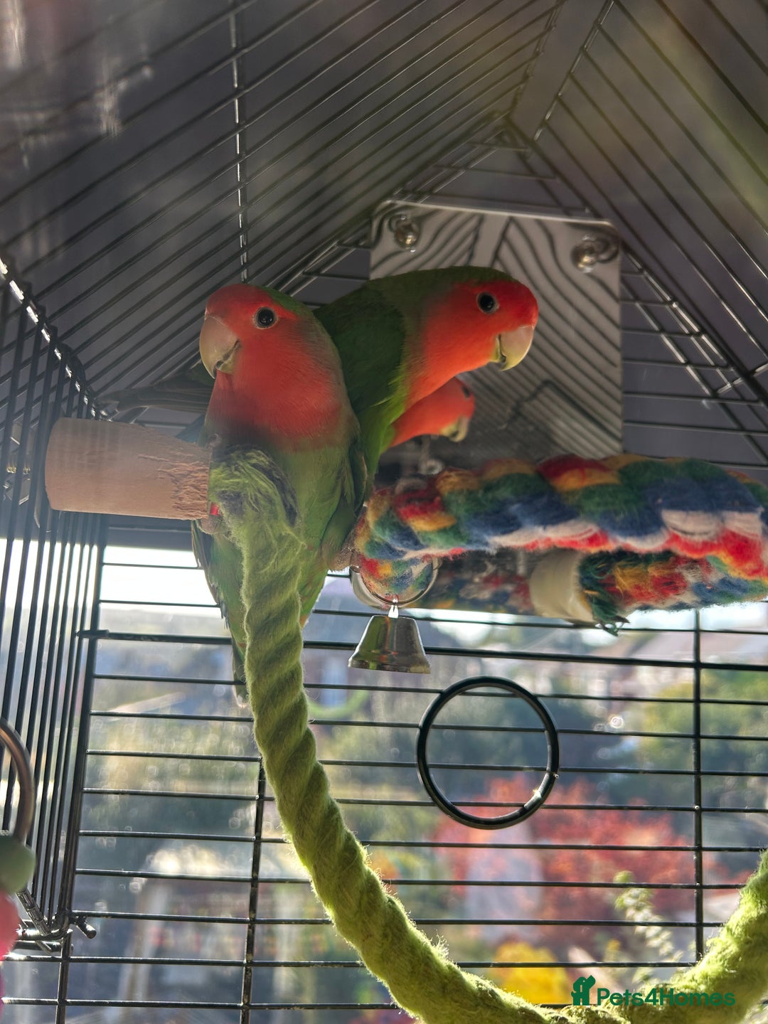 Lovebirds birds for sale: Love birds x2 plus’s cage and accessories - Image 6