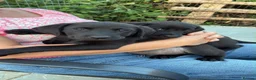 Labrador Retriever dogs for sale: Black labrador dogs - Advert 5