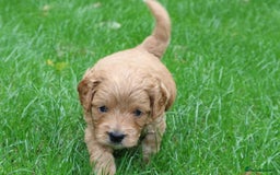 Cavapoo dogs for sale: Cavapoo  - Image 39
