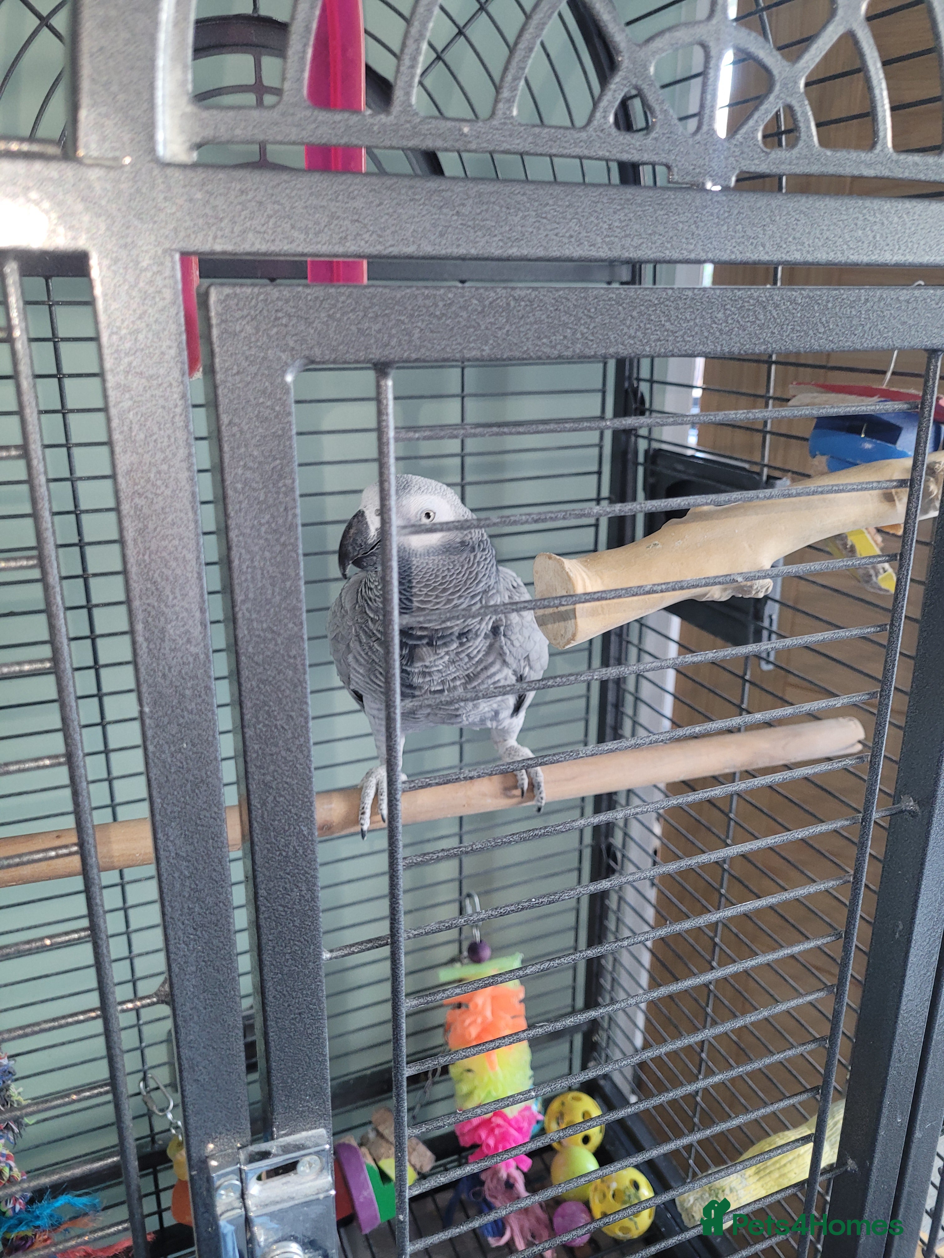 Parrots birds African parrot  in Kingswinford - Advert 4