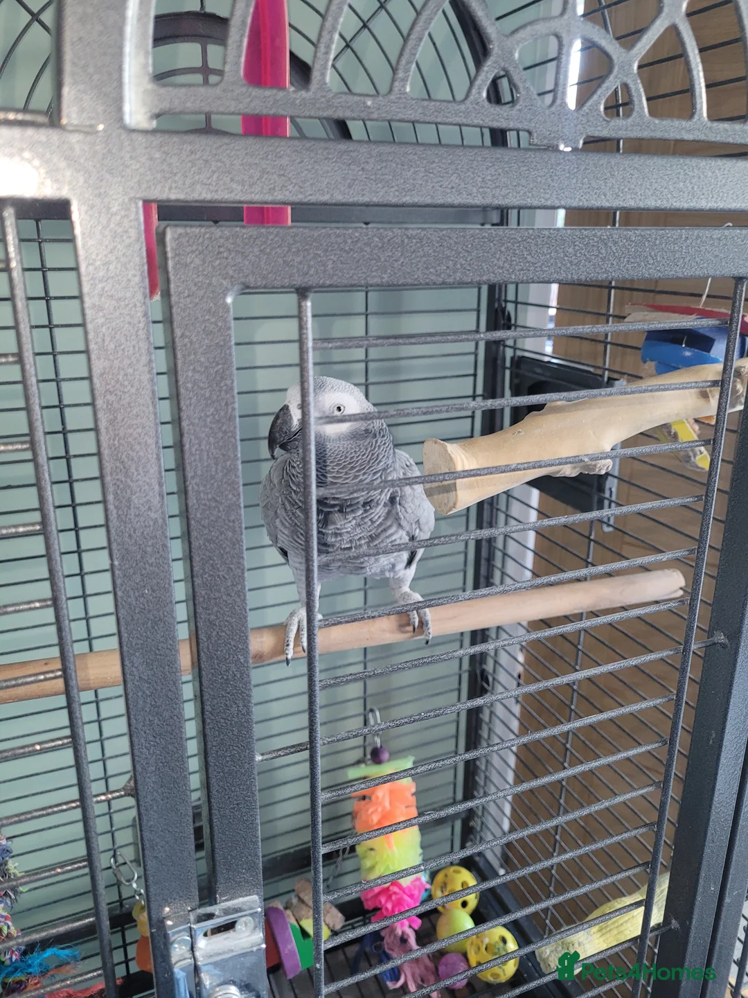 Parrots birds for sale: African parrot  in Kingswinford - Advert 1