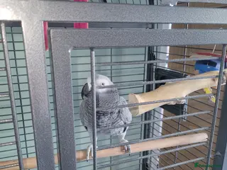 Parrots birds African parrot in Kingswinford - Advert 4