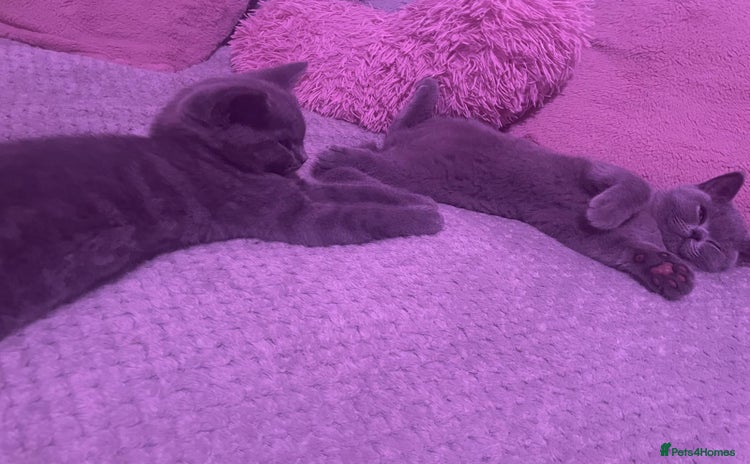 British Shorthair cats - Advert 5