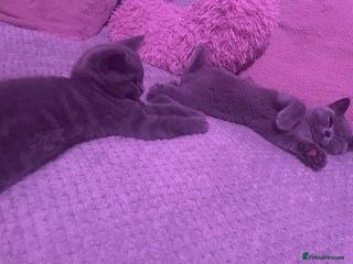 British Shorthair cats - Advert 25