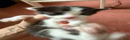 Mixed Breed cats for sale: 5 happy healthy short haired kittens from Lola  - Advert 5