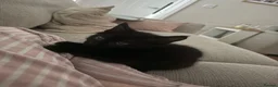 Mixed Breed cats for sale: 9 week old kittens ready to be rehomed  in Leeds - Advert 7