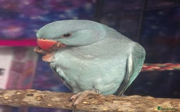 Ringnecks birds for sale: Blue male Indian ringneck and cage  - Image 2