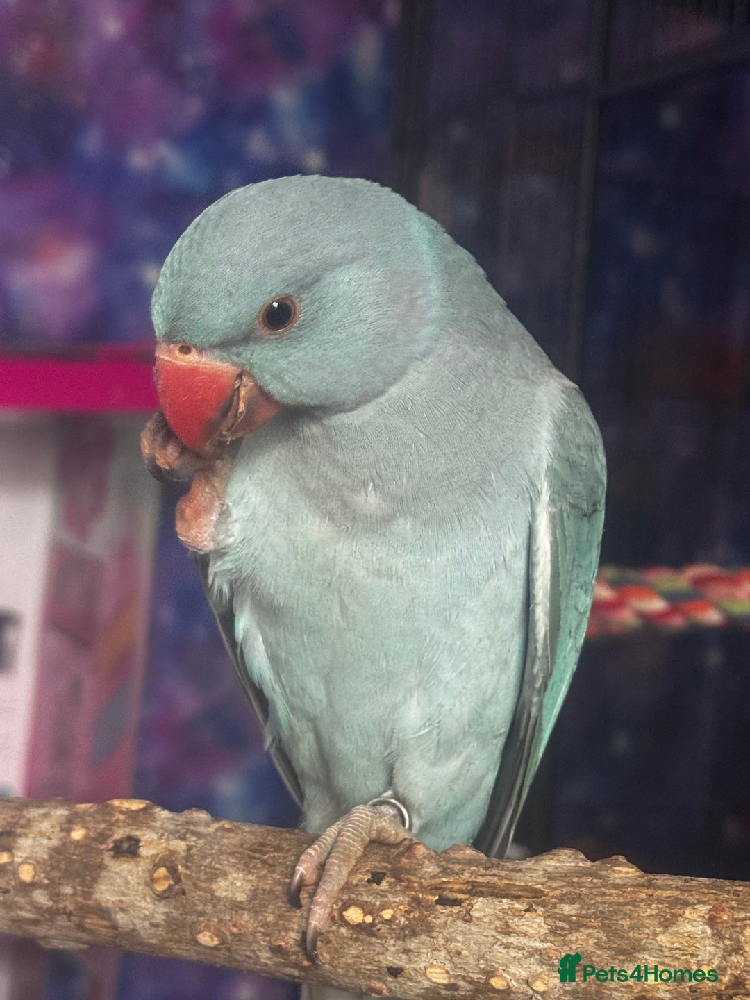 Ringnecks birds for sale: Blue male Indian ringneck and cage  - Image 2