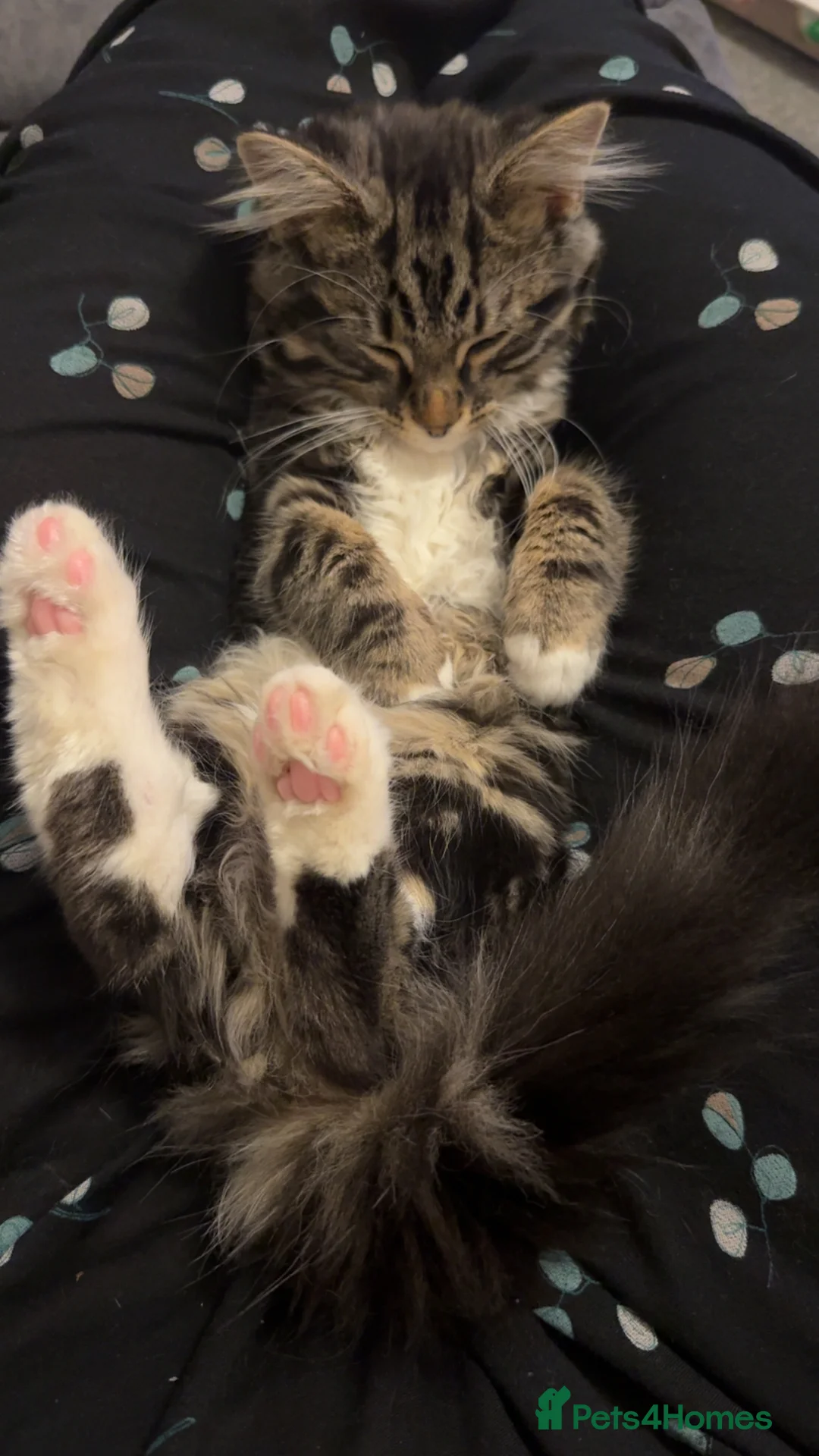 British Longhair cats for sale: Beautiful fluffy boy kitten - Advert 6
