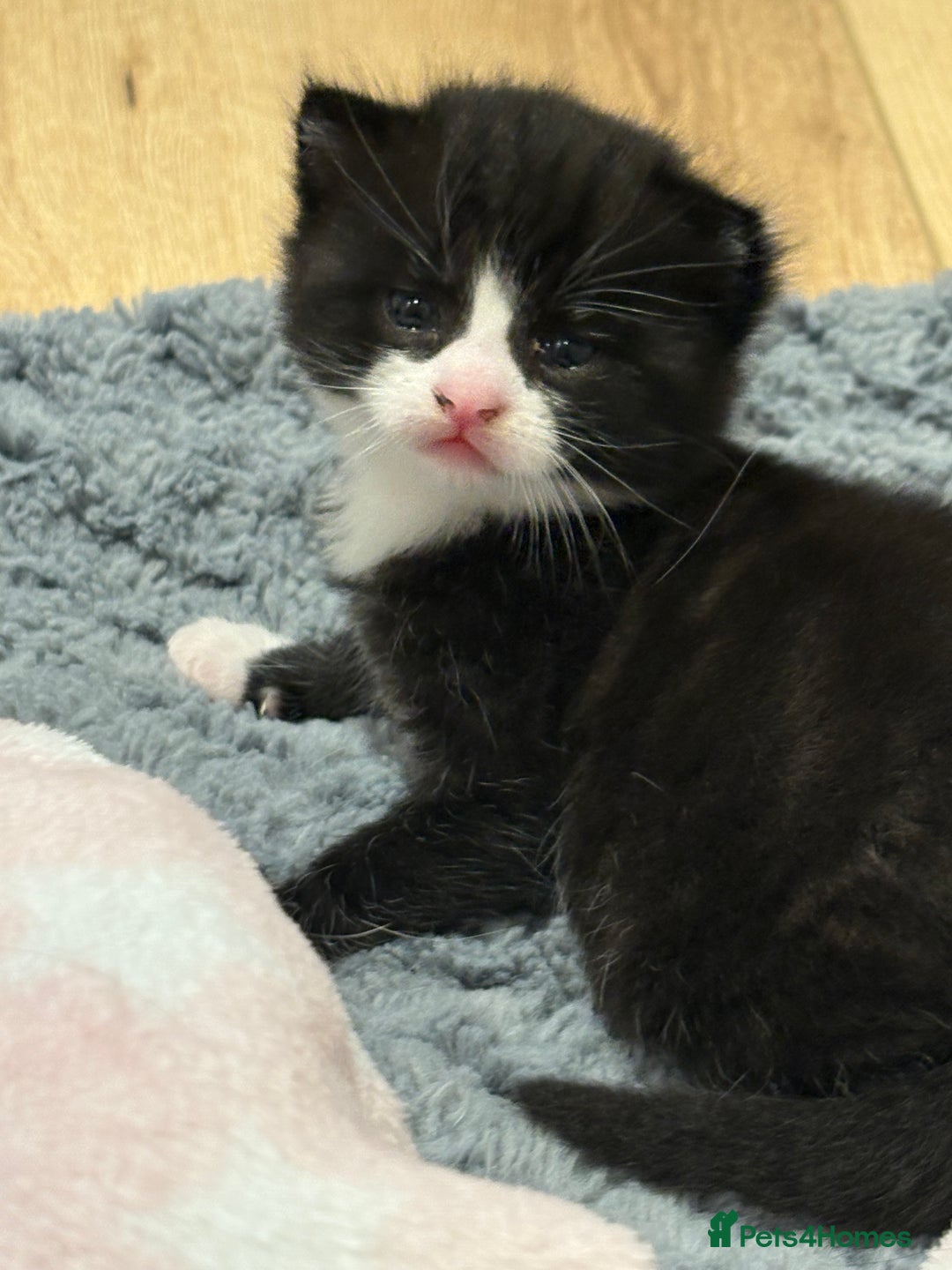 Mixed Breed cats for sale: Gorgeous little boy  - Image 8