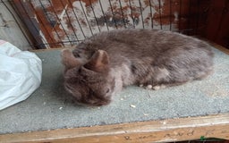 Netherland Dwarf rabbits for sale: Netherland dwarf rabbits - Image 6