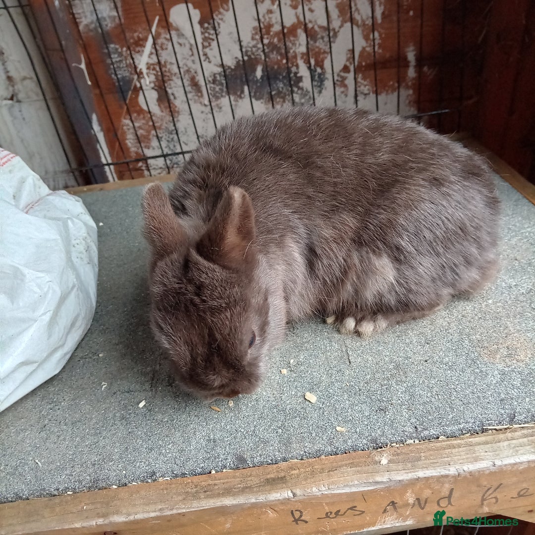 Netherland Dwarf rabbits for sale: Netherland dwarf rabbits - Image 6