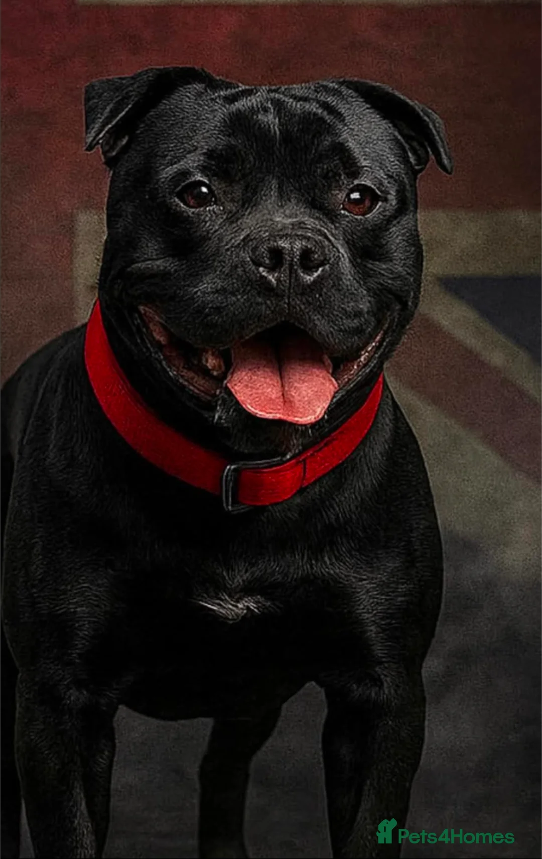 Staffordshire Bull Terrier dogs for sale: **CHAMPION VALGLO BLOODLINE STAFFORD LITTER** - Advert 2