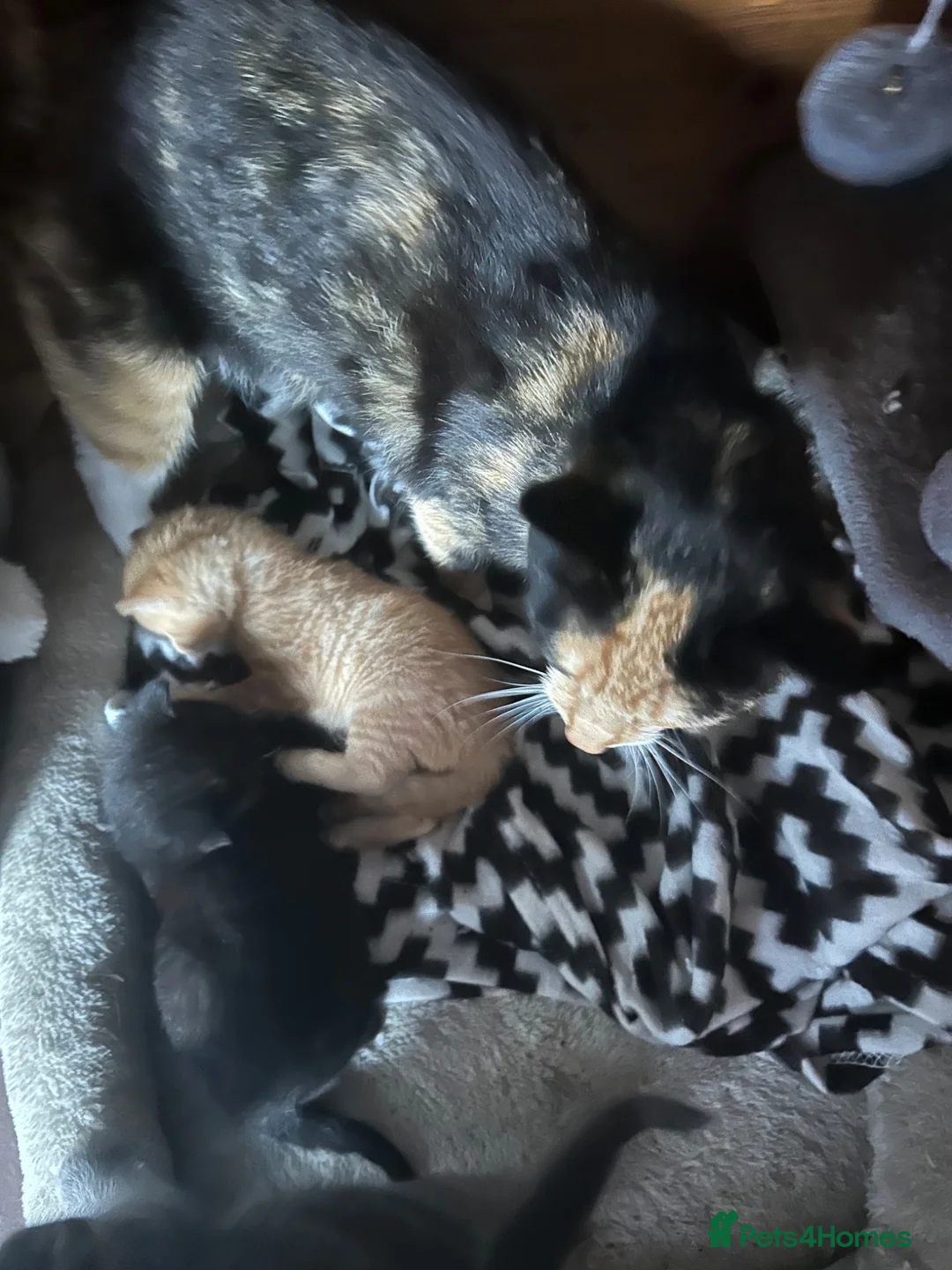 Mixed Breed cats for sale: Kittens - Advert 3