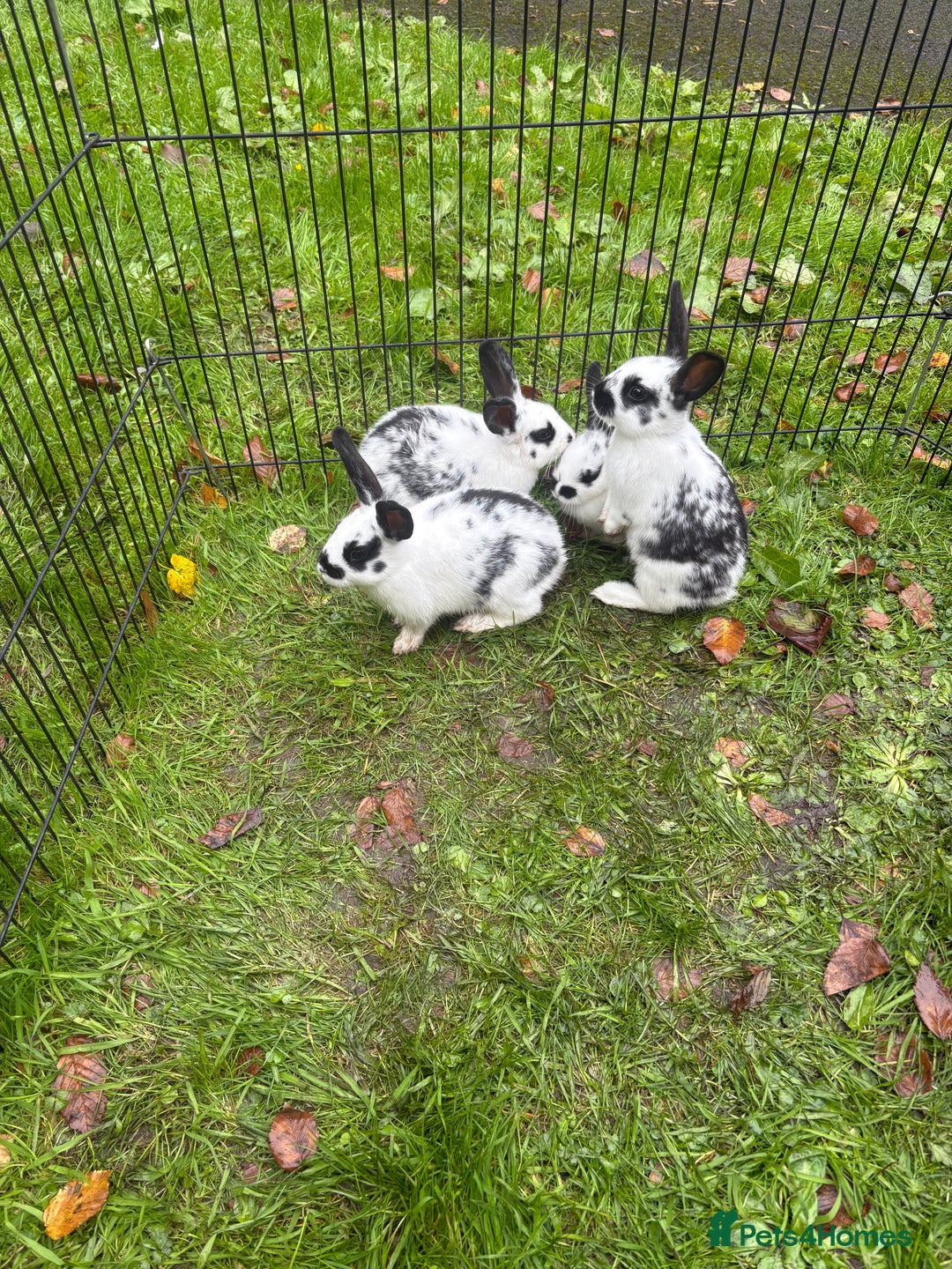 Rex rabbits for sale: Beautiful friendly babies - Image 8