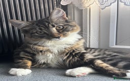 Domestic Shorthair cats for sale: Urgent Rehome - Beautiful Tabby Cat  - Image 1
