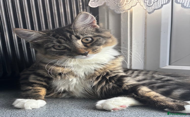 Domestic Shorthair cats - Advert 2