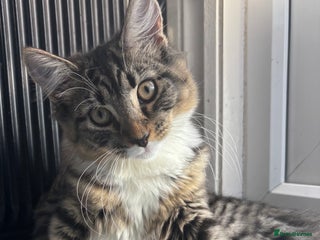 Domestic Shorthair cats - Advert 36