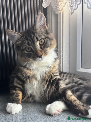 Domestic Shorthair cats - Advert 13