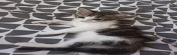 Mixed Breed cats for sale: Kitten for sale  - Advert 21