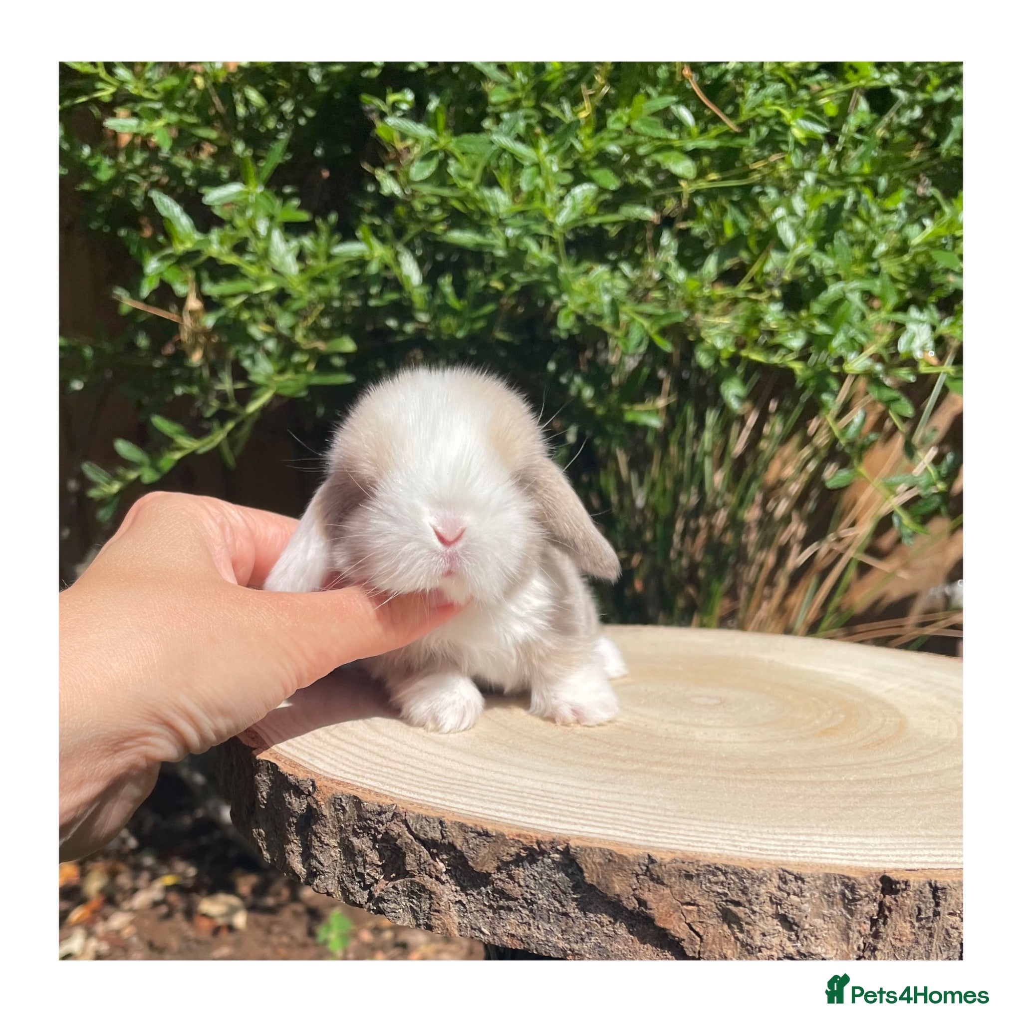 Mini Lop rabbits Beautiful mini lops for sale  - Advert 1