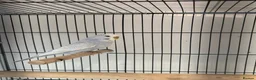 Budgerigars birds for sale: Violet dilute budgie hen in London - Advert 2