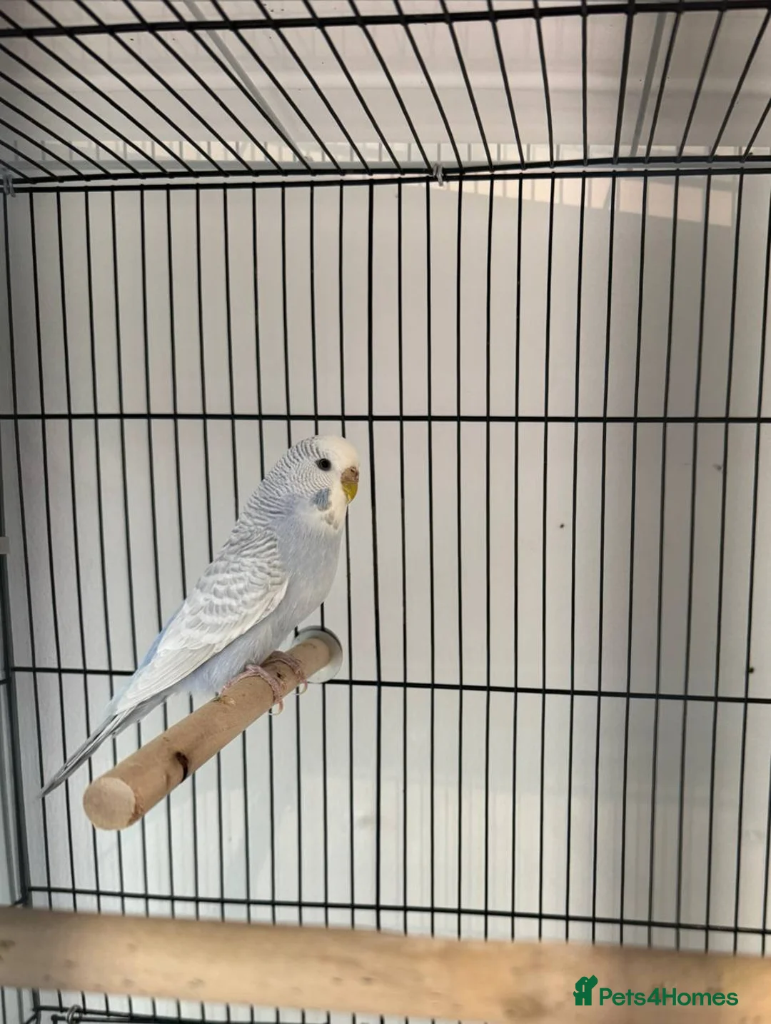 Budgerigars birds for sale: Violet dilute budgie hen in London - Advert 2