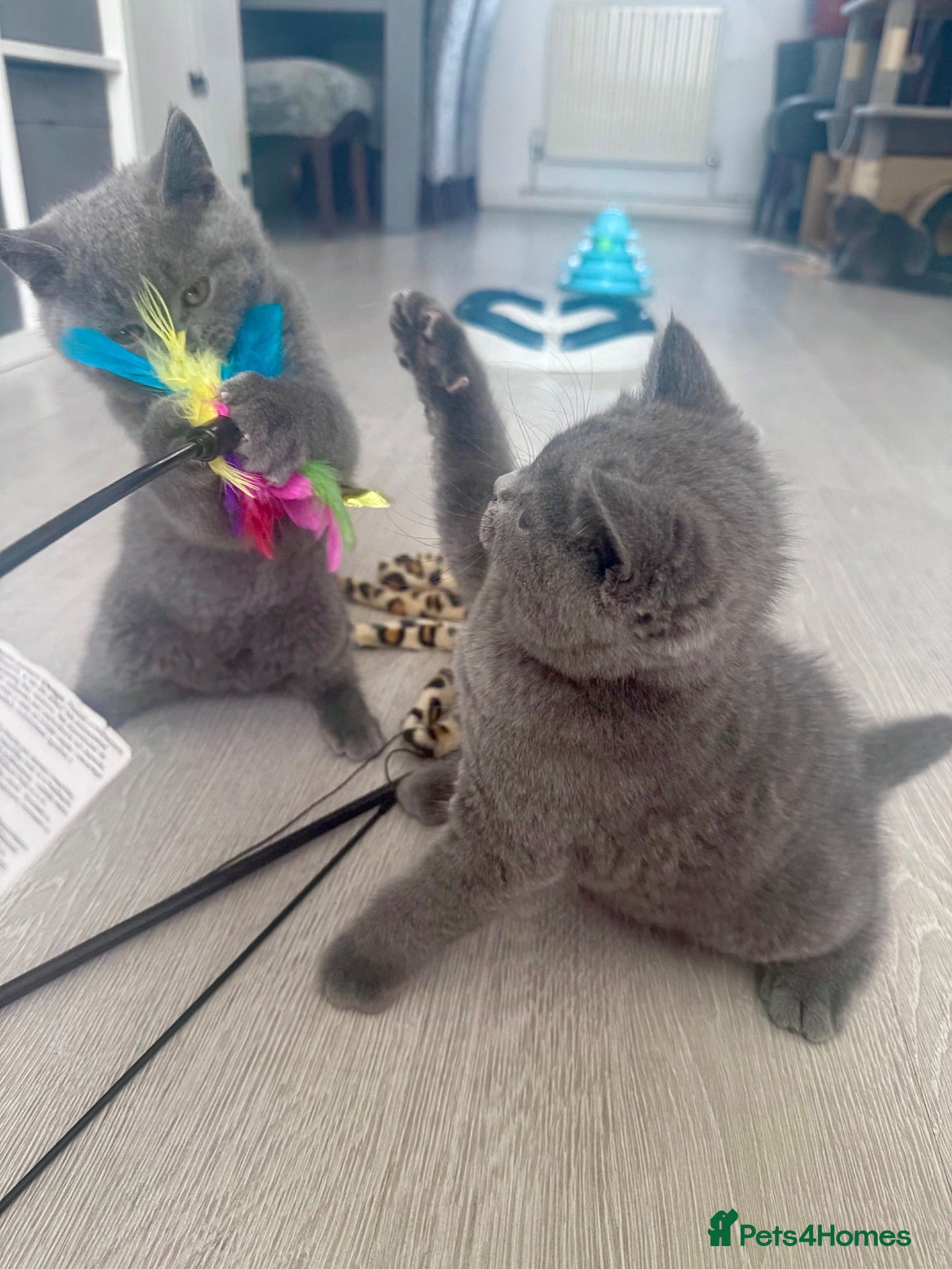 British Shorthair cats Beautiful 😍 GCCF British shorthair kittens - Advert 11