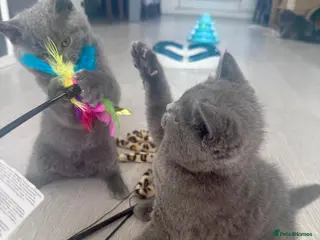British Shorthair cats Beautiful 😍 GCCF British shorthair kittens - Advert 11