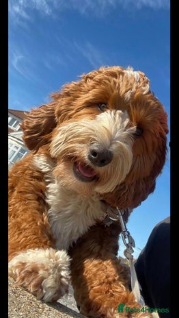 Labradoodle dogs - Advert 5