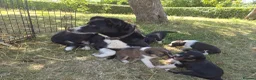 Border Collie dogs for sale: Border collie puppies 3 dogs 2 bitches - Advert 4