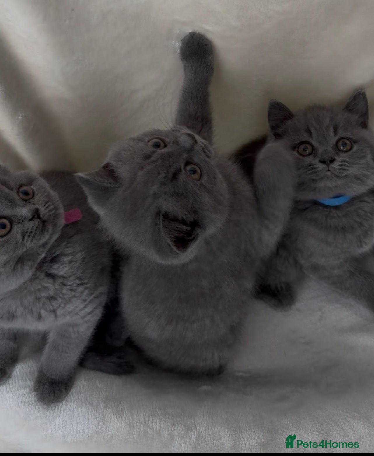 British Shorthair cats Gorgeous British Shorthair Kittens - Advert 1